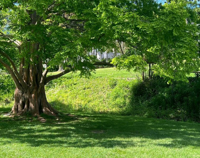 tree
