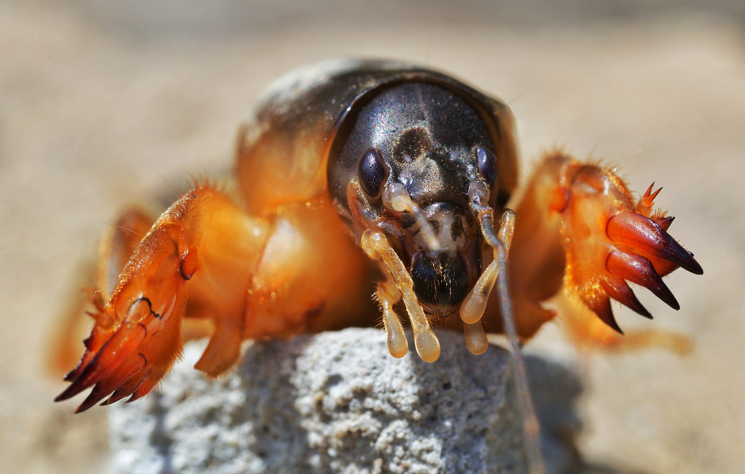 mole crickets