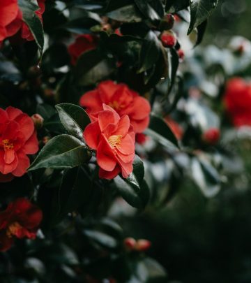 camellias