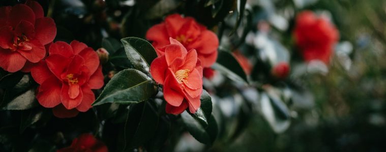 camellias