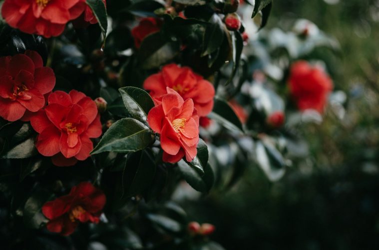 camellias