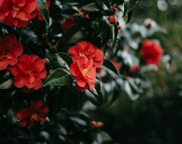 camellias