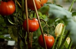 community food garden