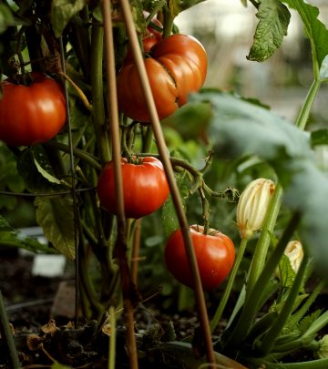 community food garden