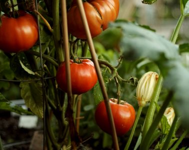 community food garden
