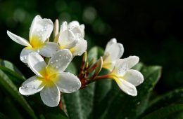 frangipani