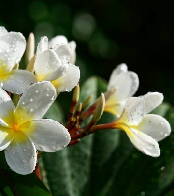 frangipani