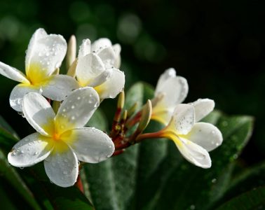 frangipani
