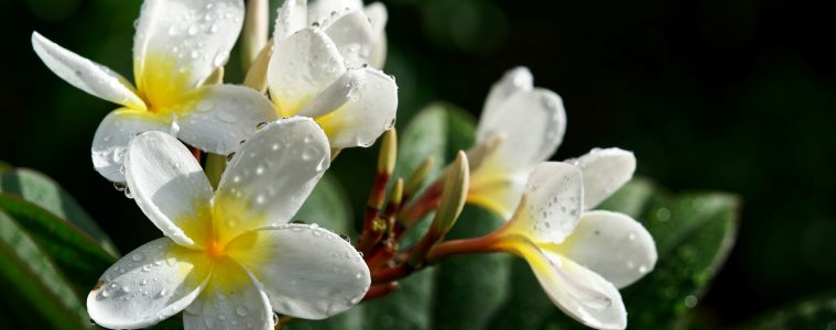 frangipani