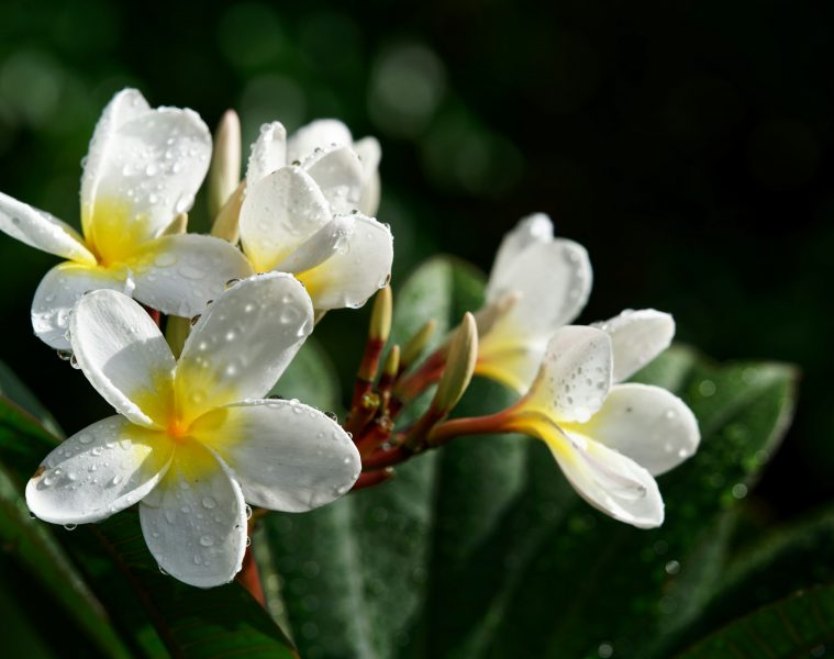 frangipani