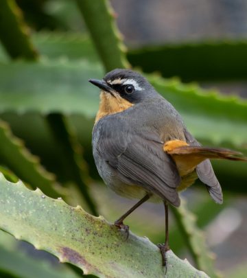 cape robin-chat