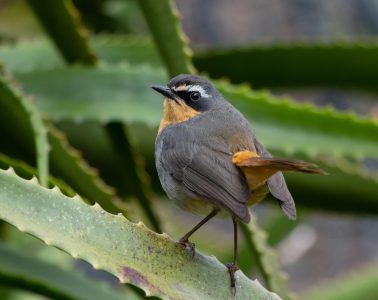 cape robin-chat
