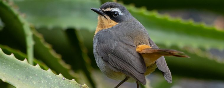 cape robin-chat