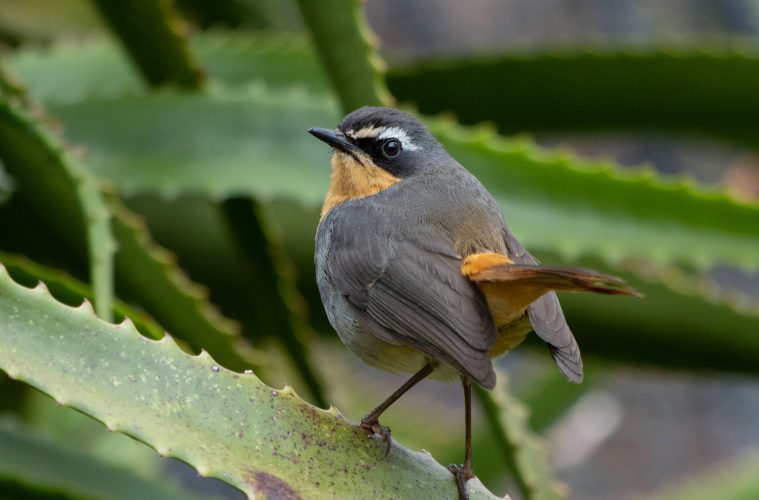 cape robin-chat