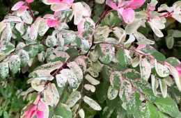 ice cream bush