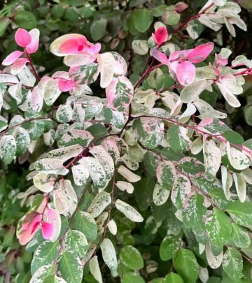 ice cream bush