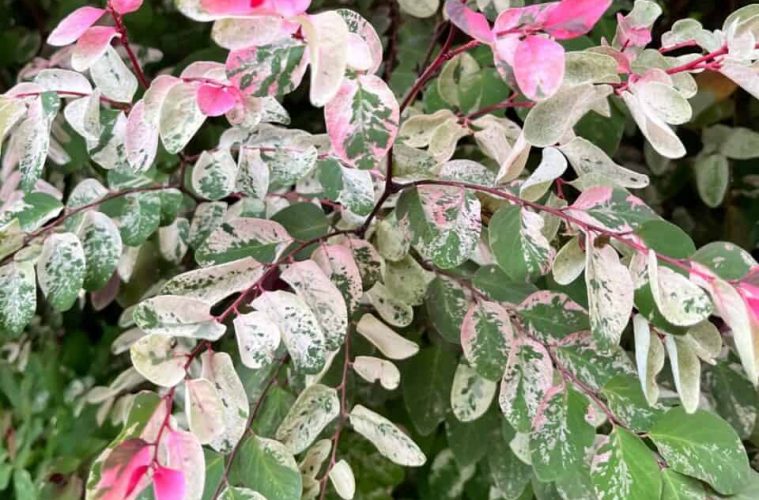 ice cream bush