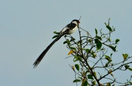Pin-tailed Whydah