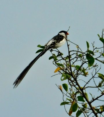 Pin-tailed Whydah