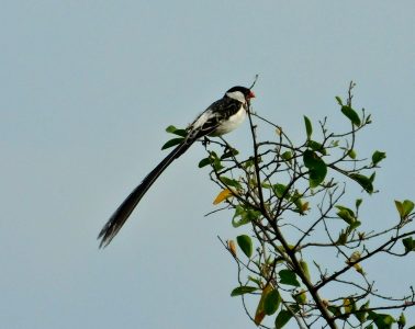 Pin-tailed Whydah