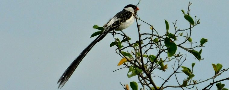 Pin-tailed Whydah