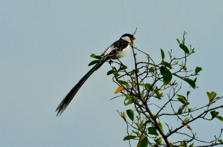 Pin-tailed Whydah