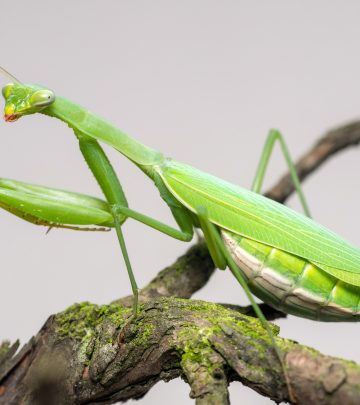 praying mantis
