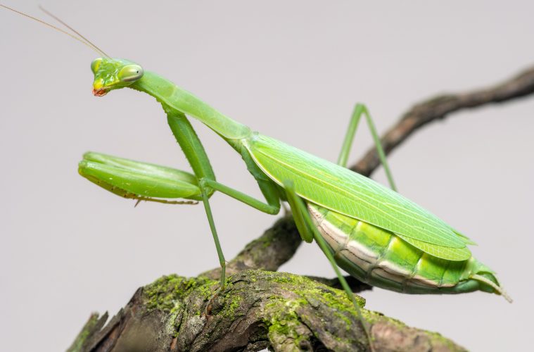 praying mantis