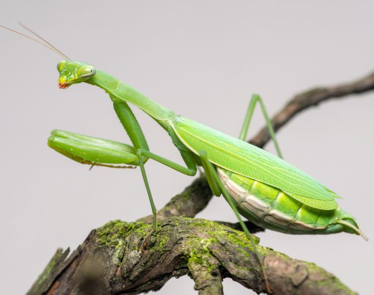 praying mantis