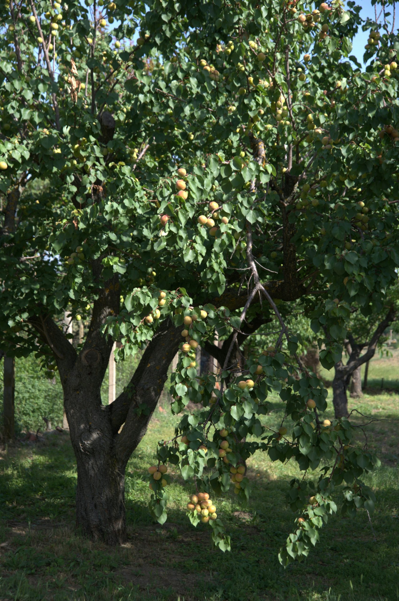 tree