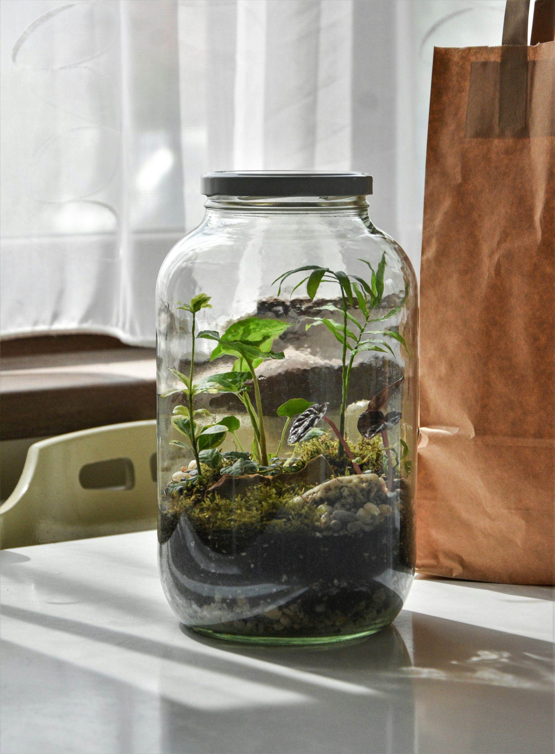 glass jars