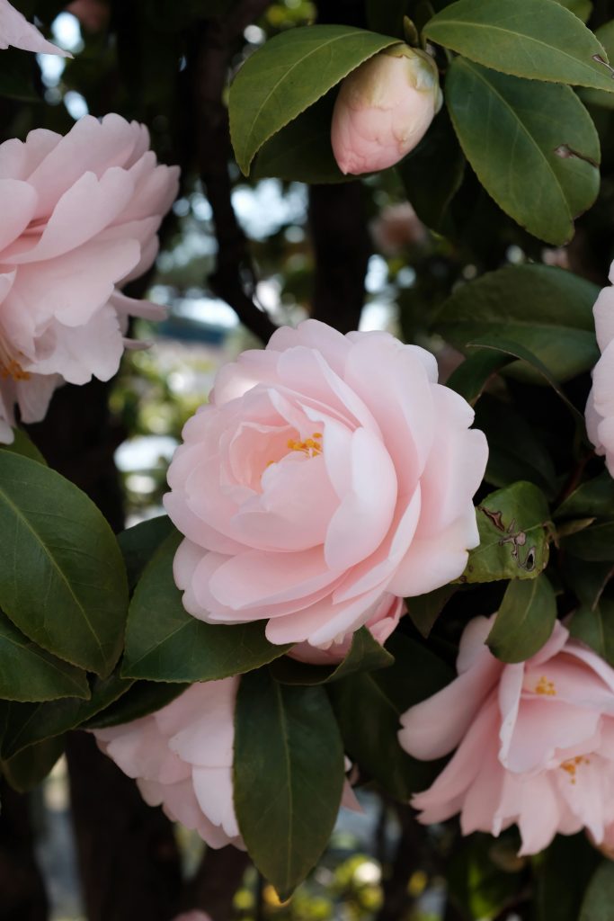 camellias
