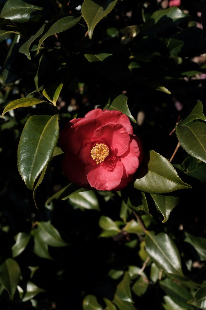 camellias