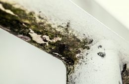 mould