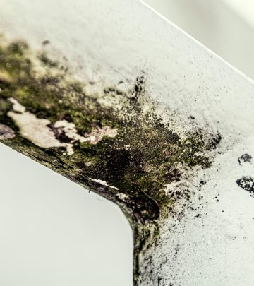 mould