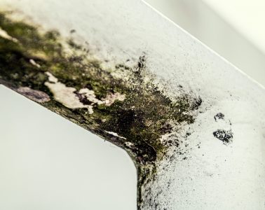 mould