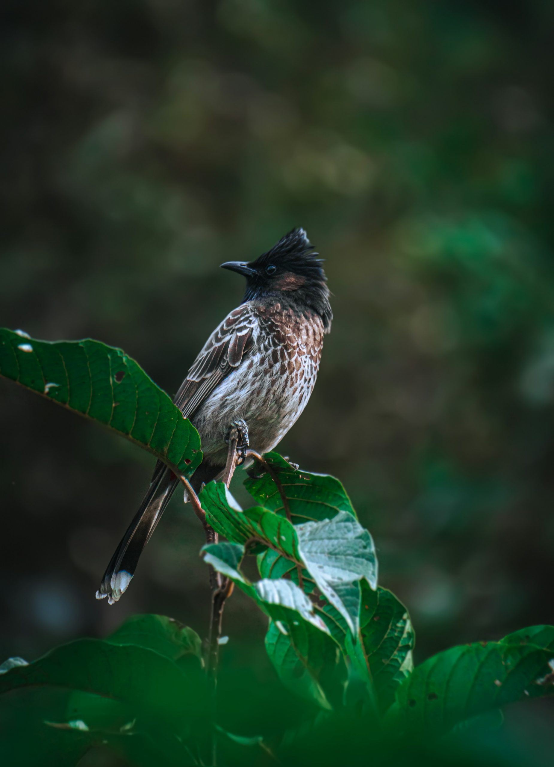 bulbul