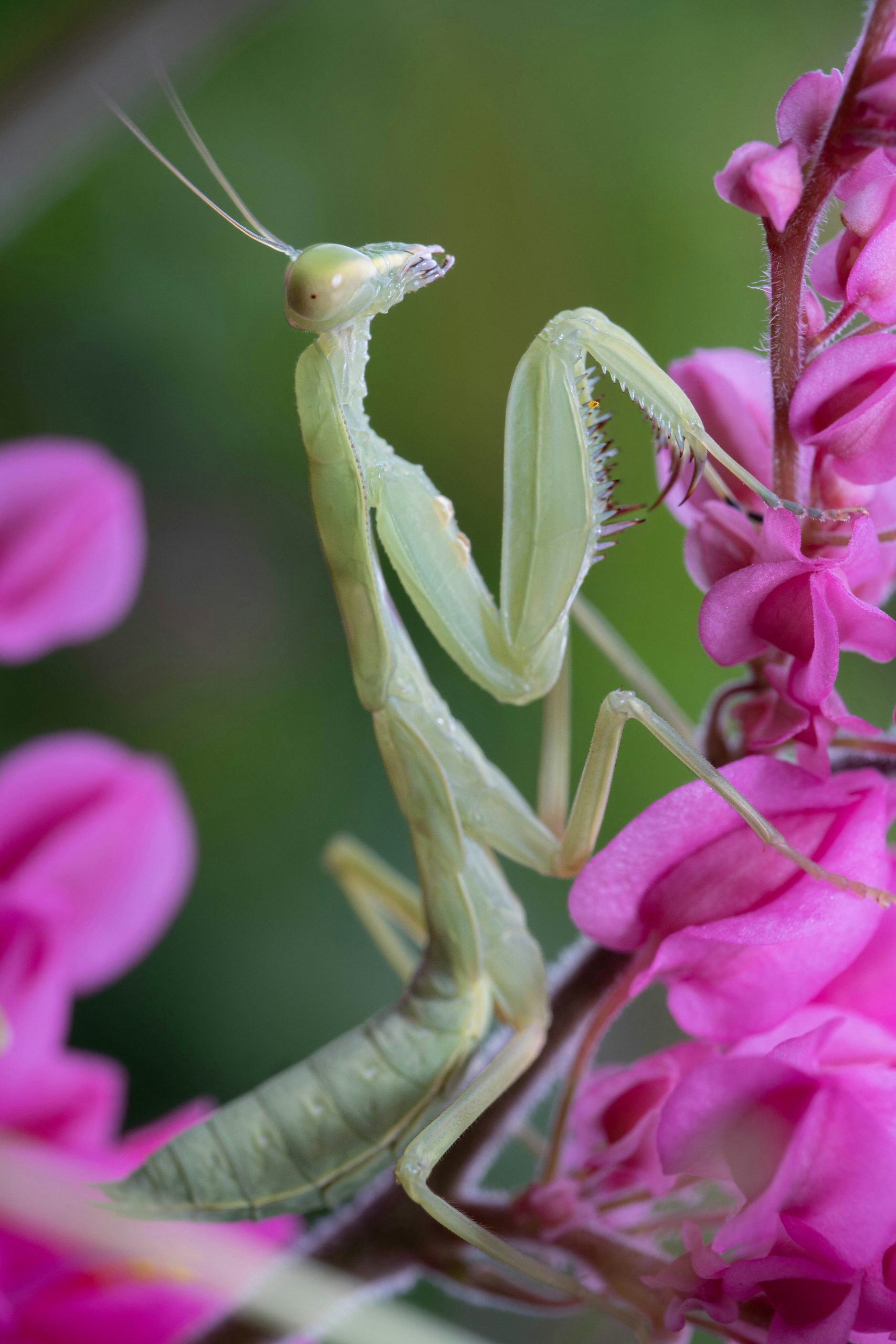 praying mantis