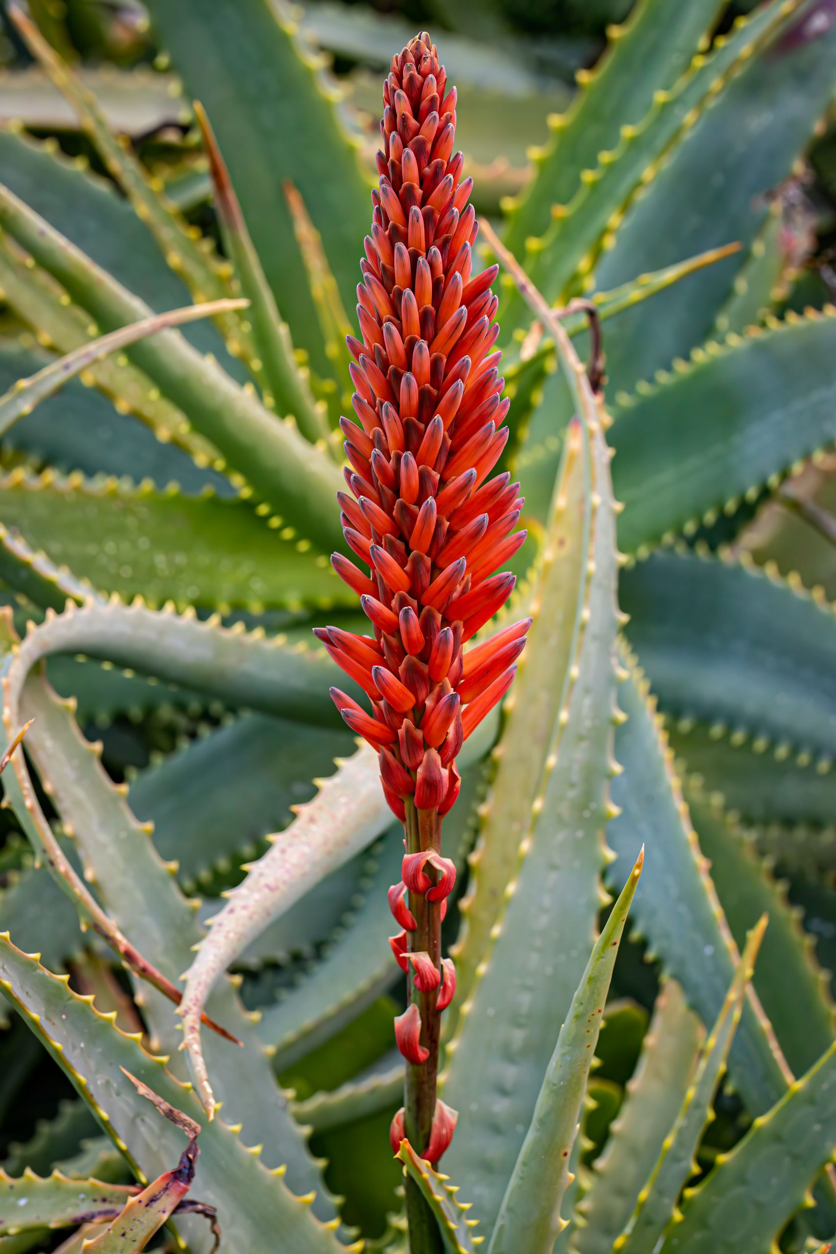 aloe