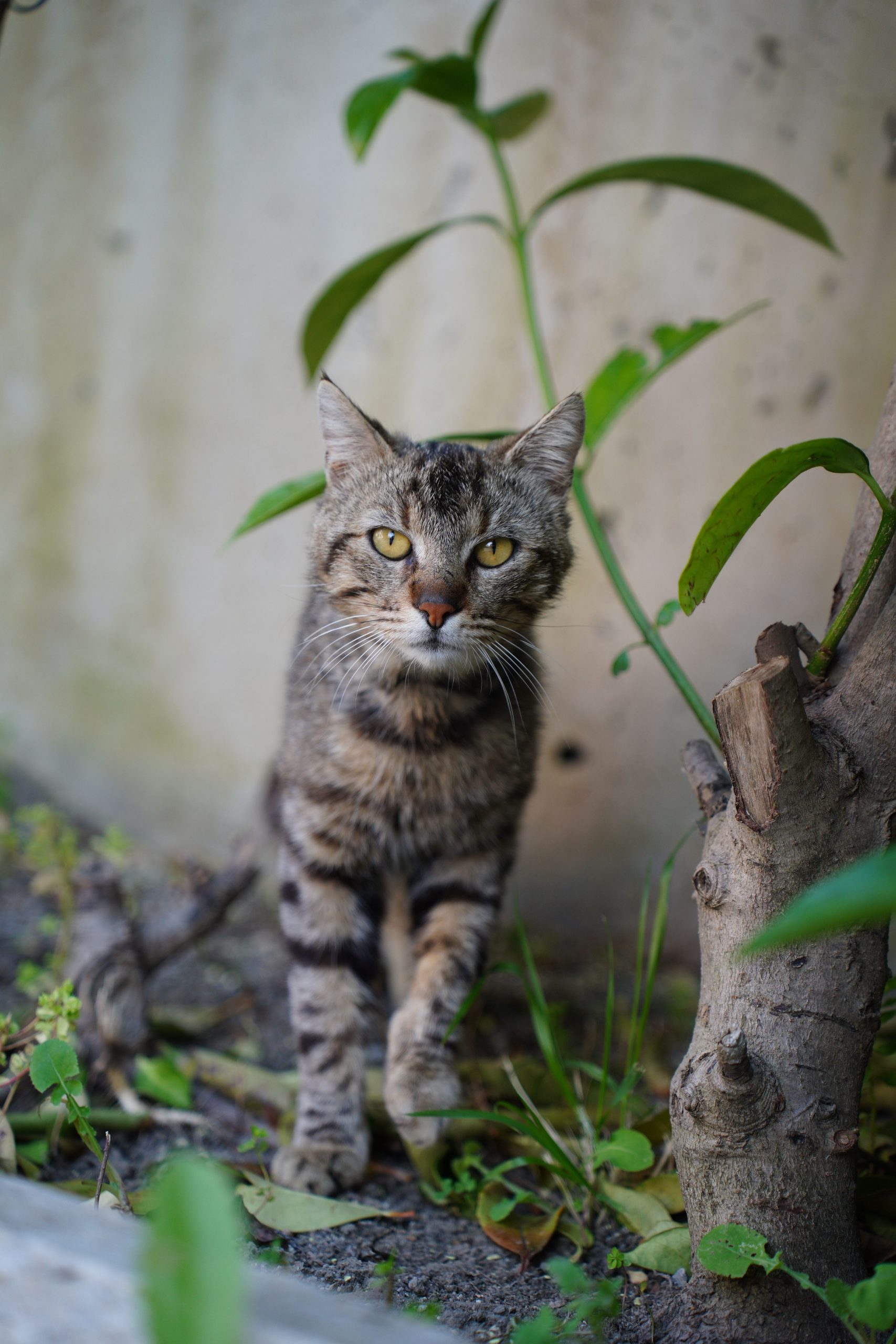 cat