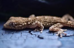 gecko