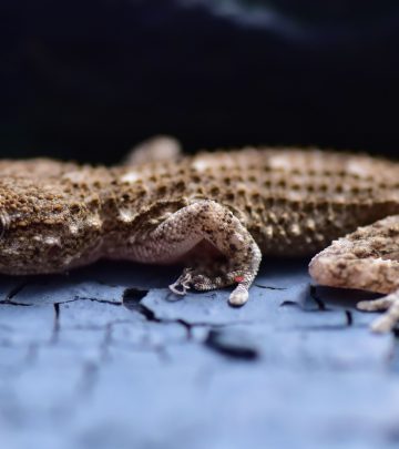 gecko