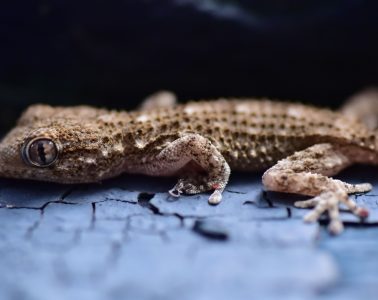 gecko