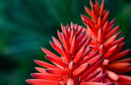 aloe