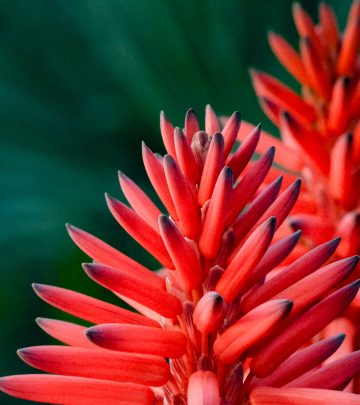 aloe