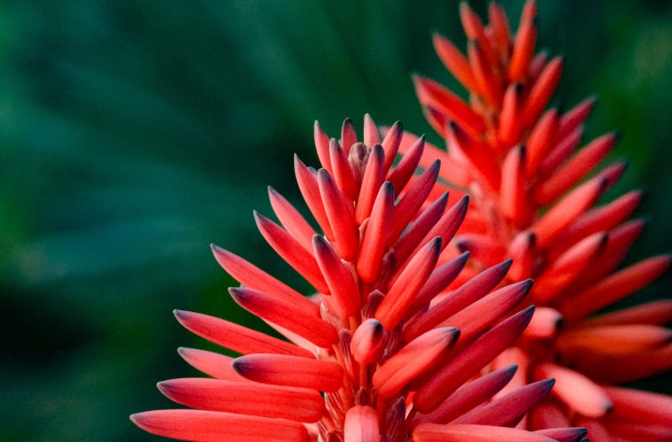 aloe
