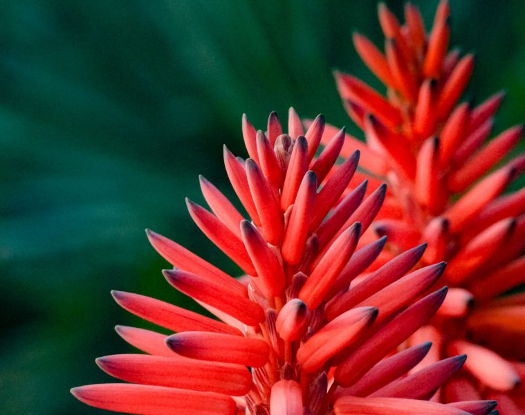 aloe