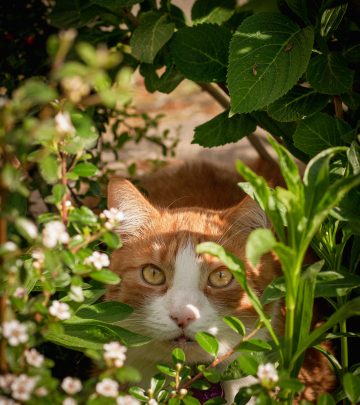 cat