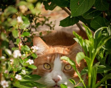 cat