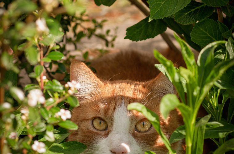 cat